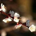 Marillenbaum mit Besuch