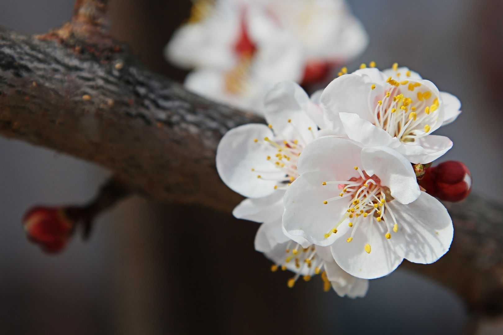 Marillenbaumblüte