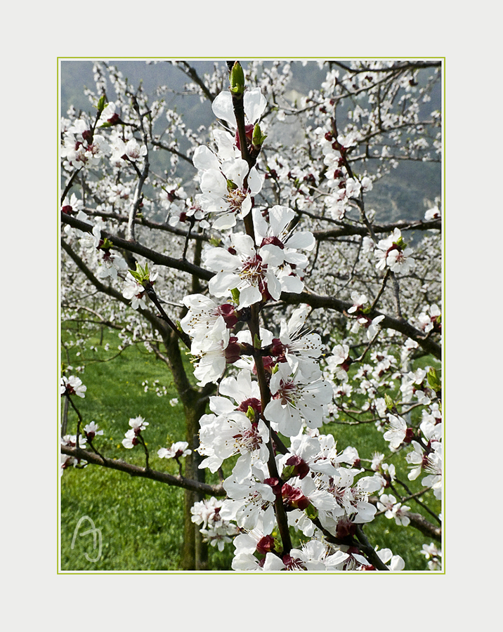 Marillenbaumblüte in der Wachau