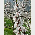 Marillenbaumblüte in der Wachau