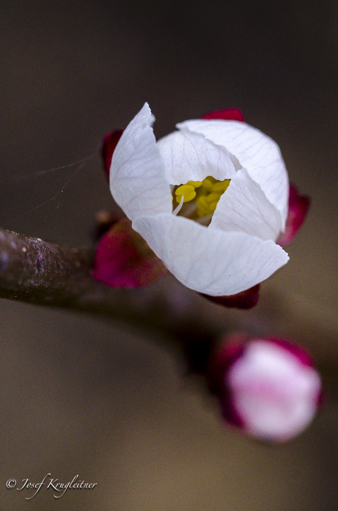 Marillenblüte