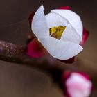 Marillenblüte