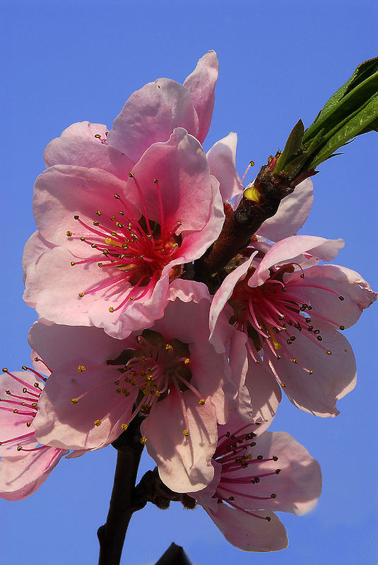 Marillenblüte