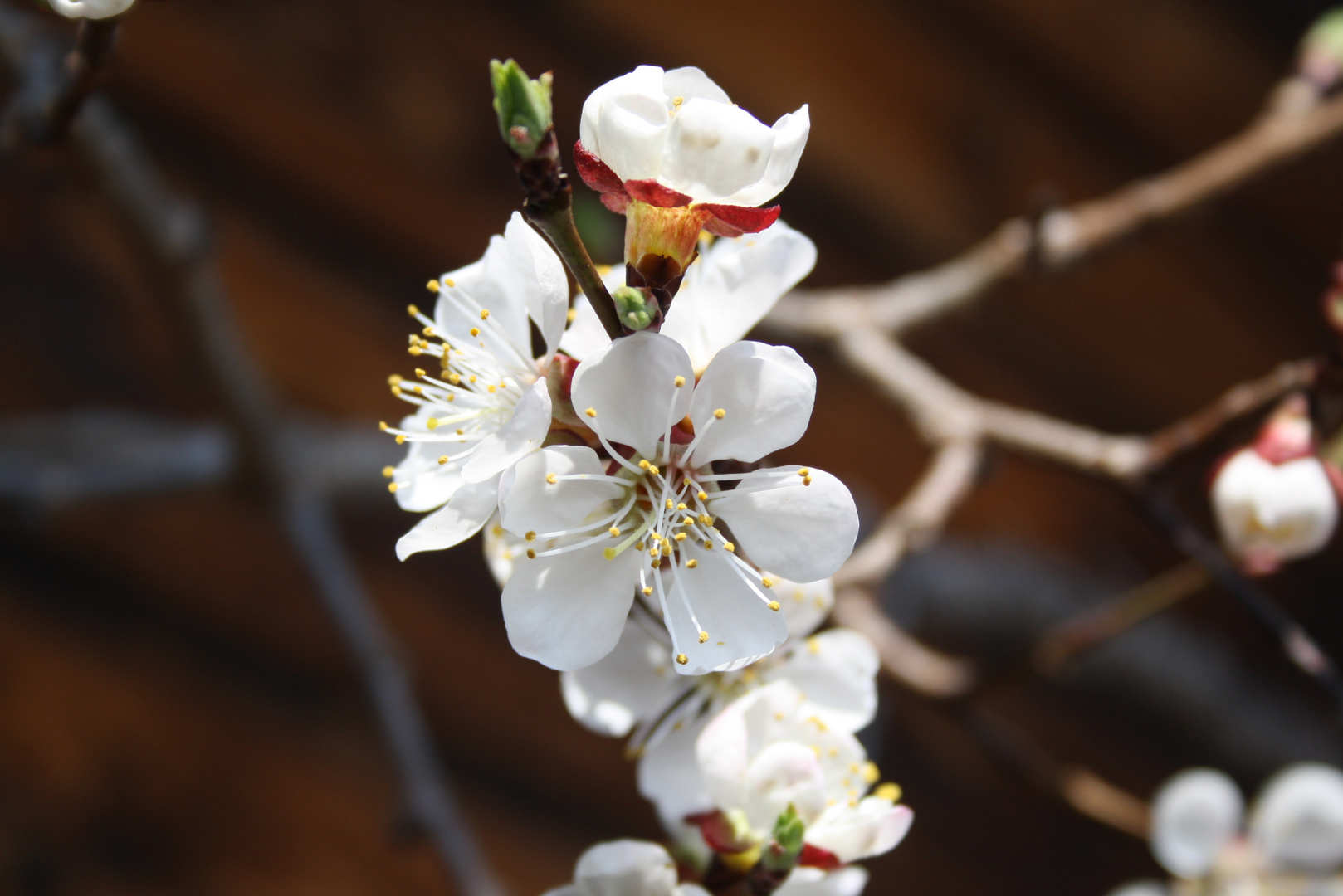 Marillenblüte