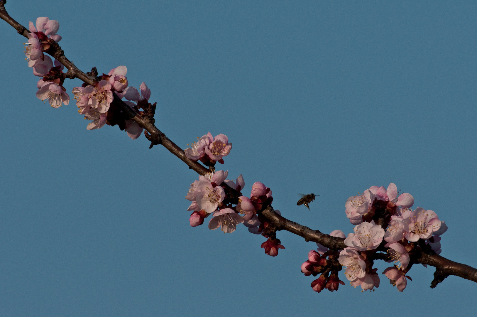 Marillenblüte 2014 II