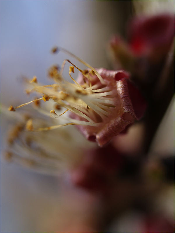 Marillenblüte