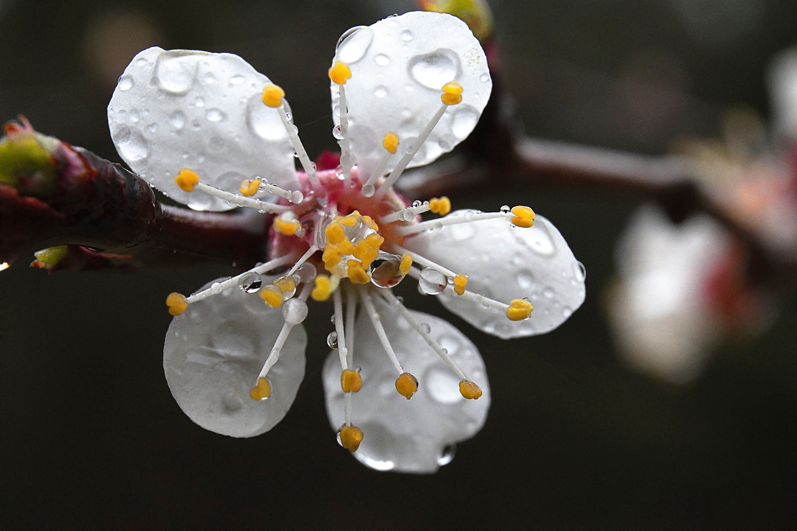 Marillenblüte