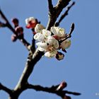 Marillenblüte