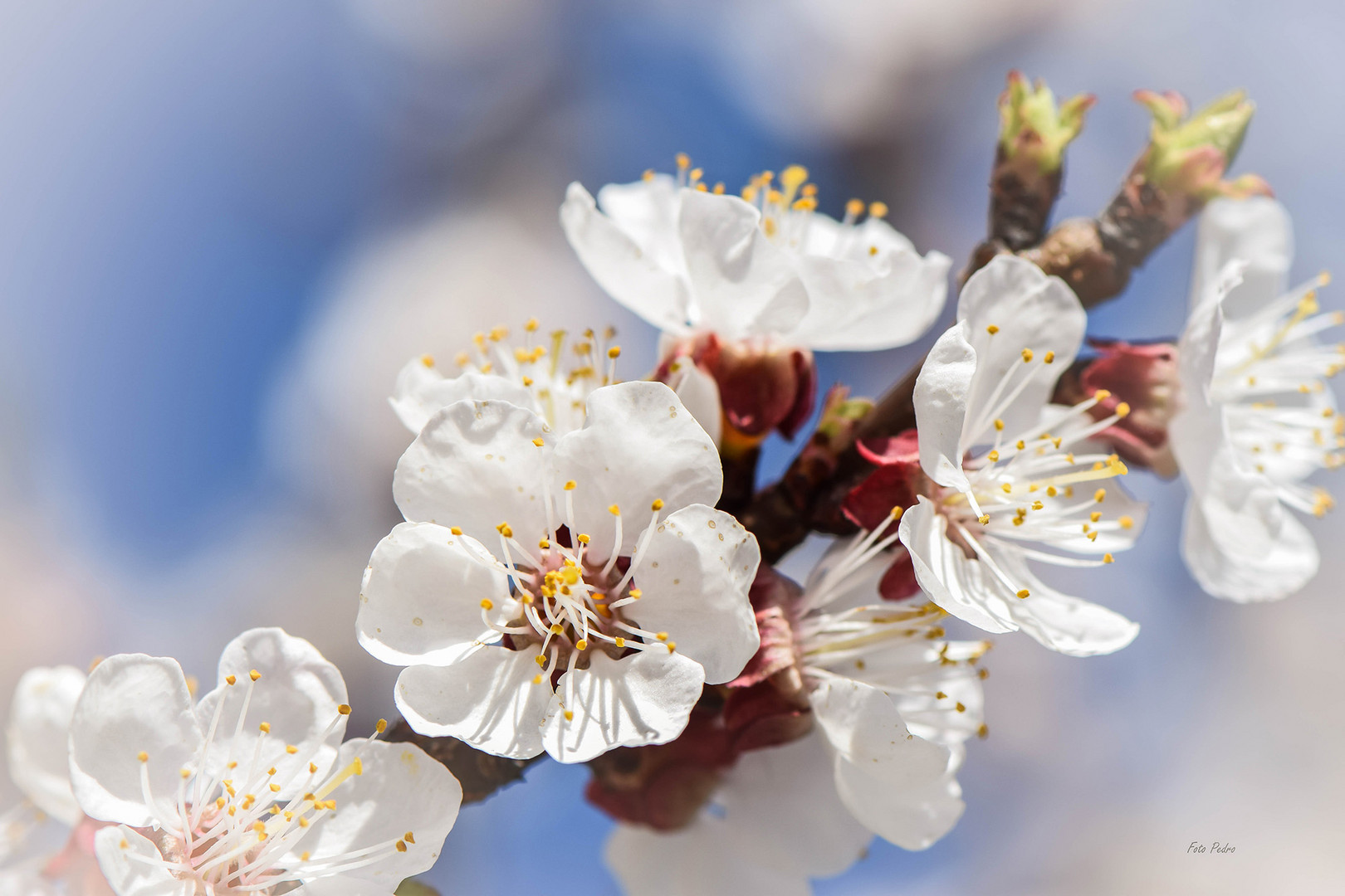 Marillenblüte..