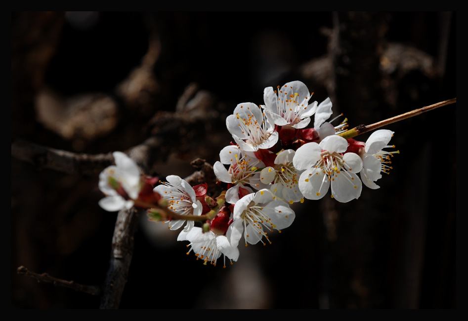 Marillenblüte