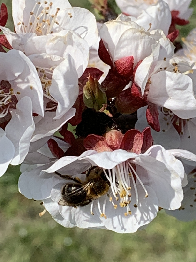 Marillenblüte