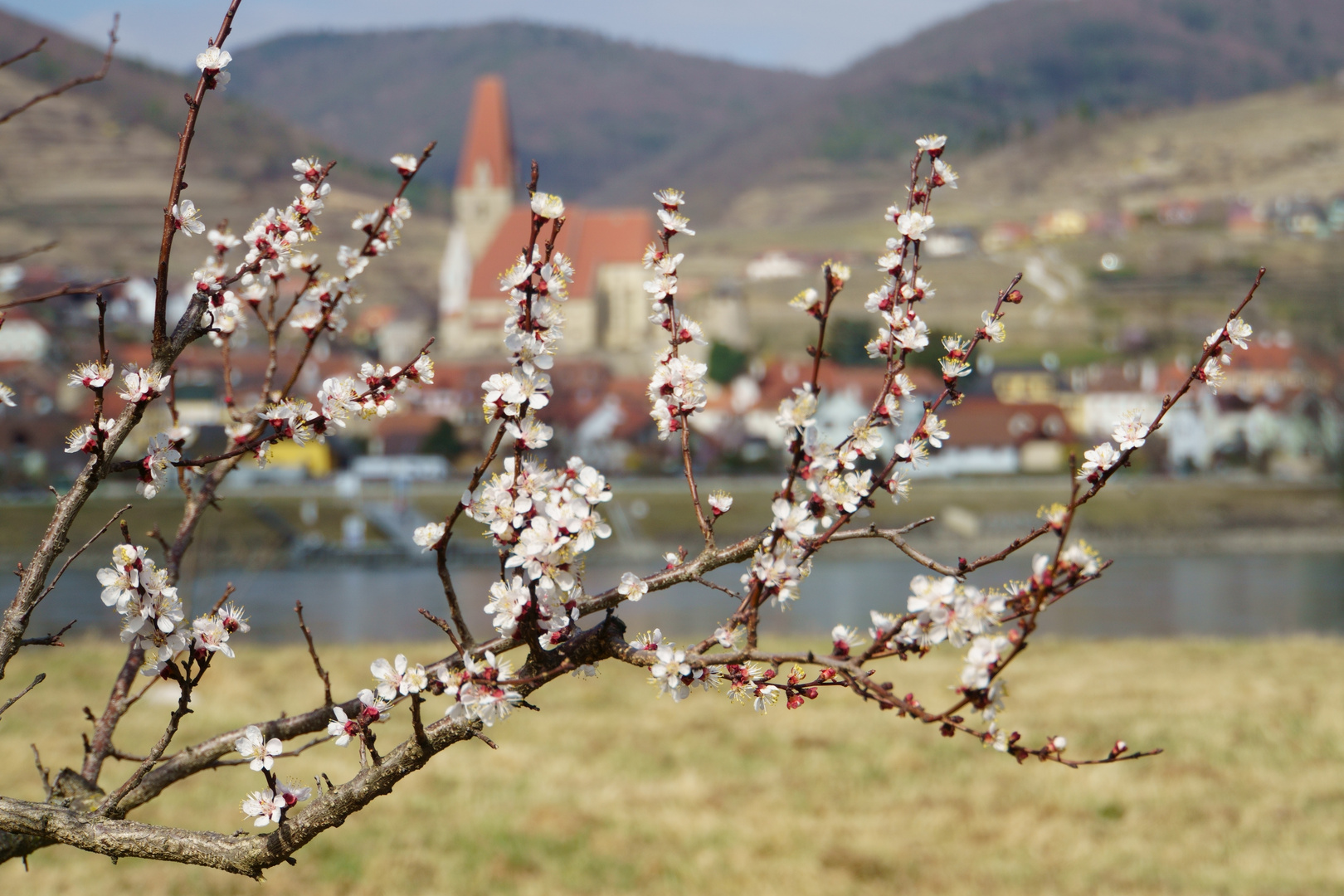 Marillenblüte