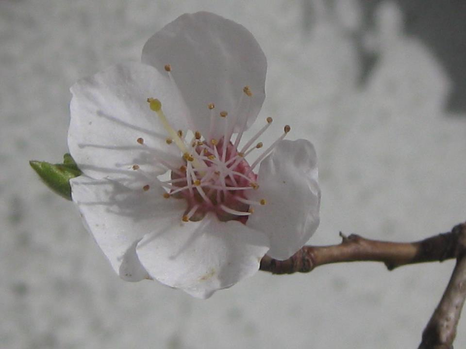 Marillenblüte