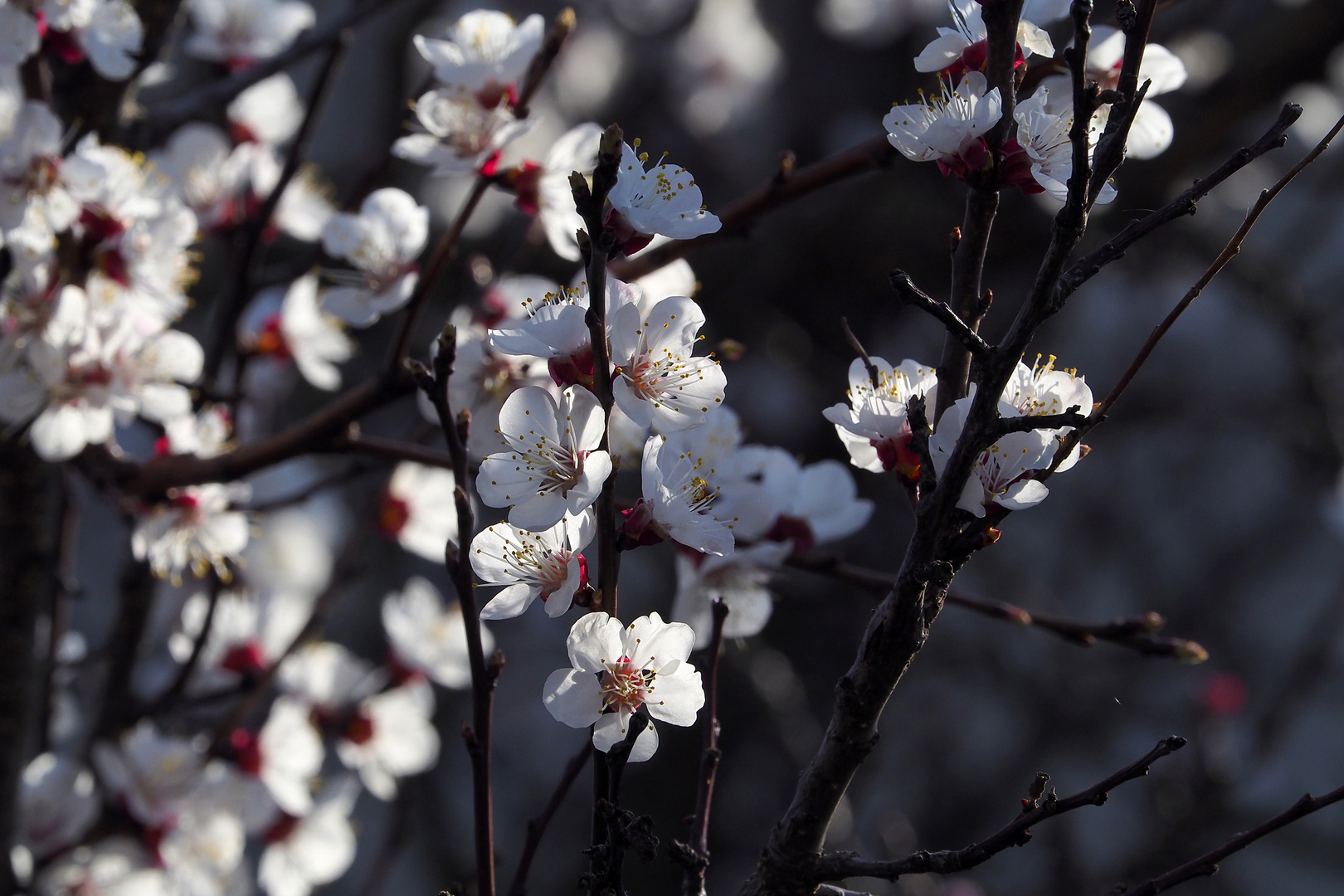 Marillenblüte