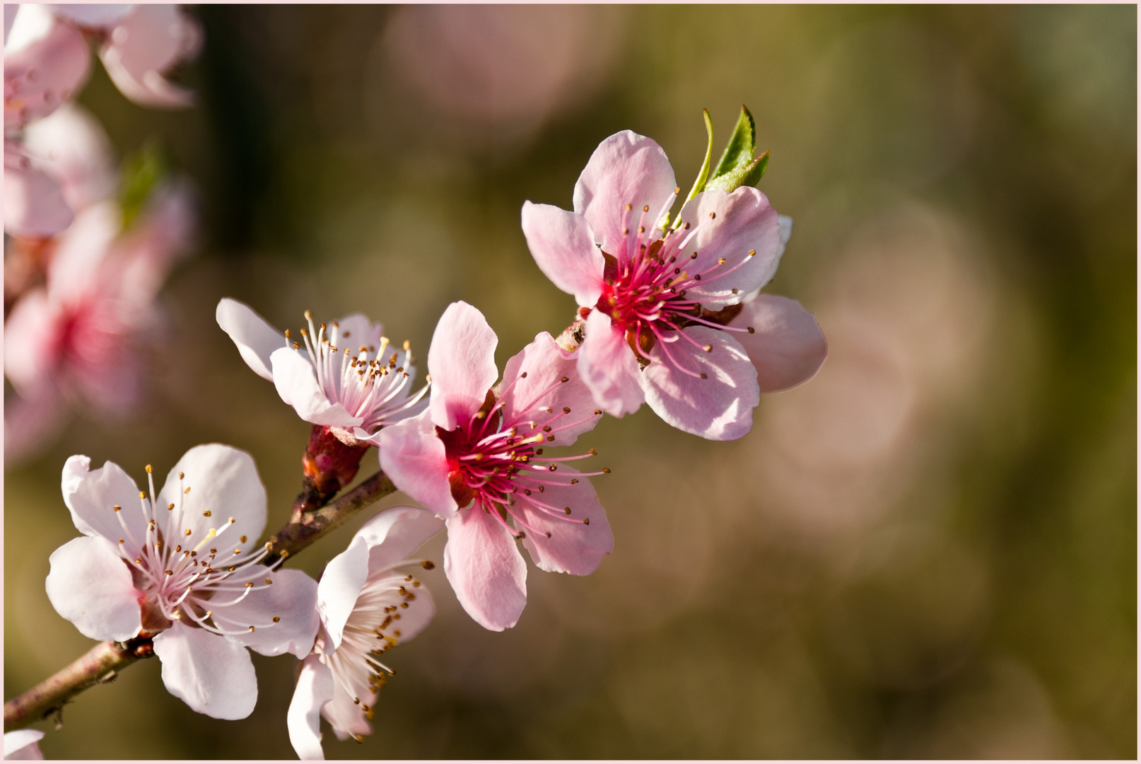 Marillenblüte