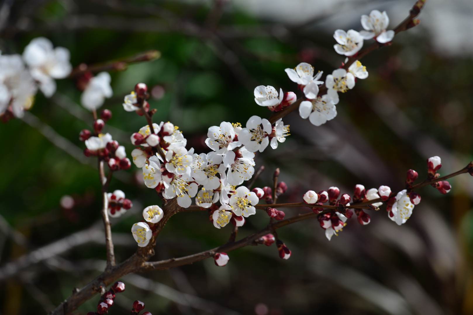 Marillenblüte