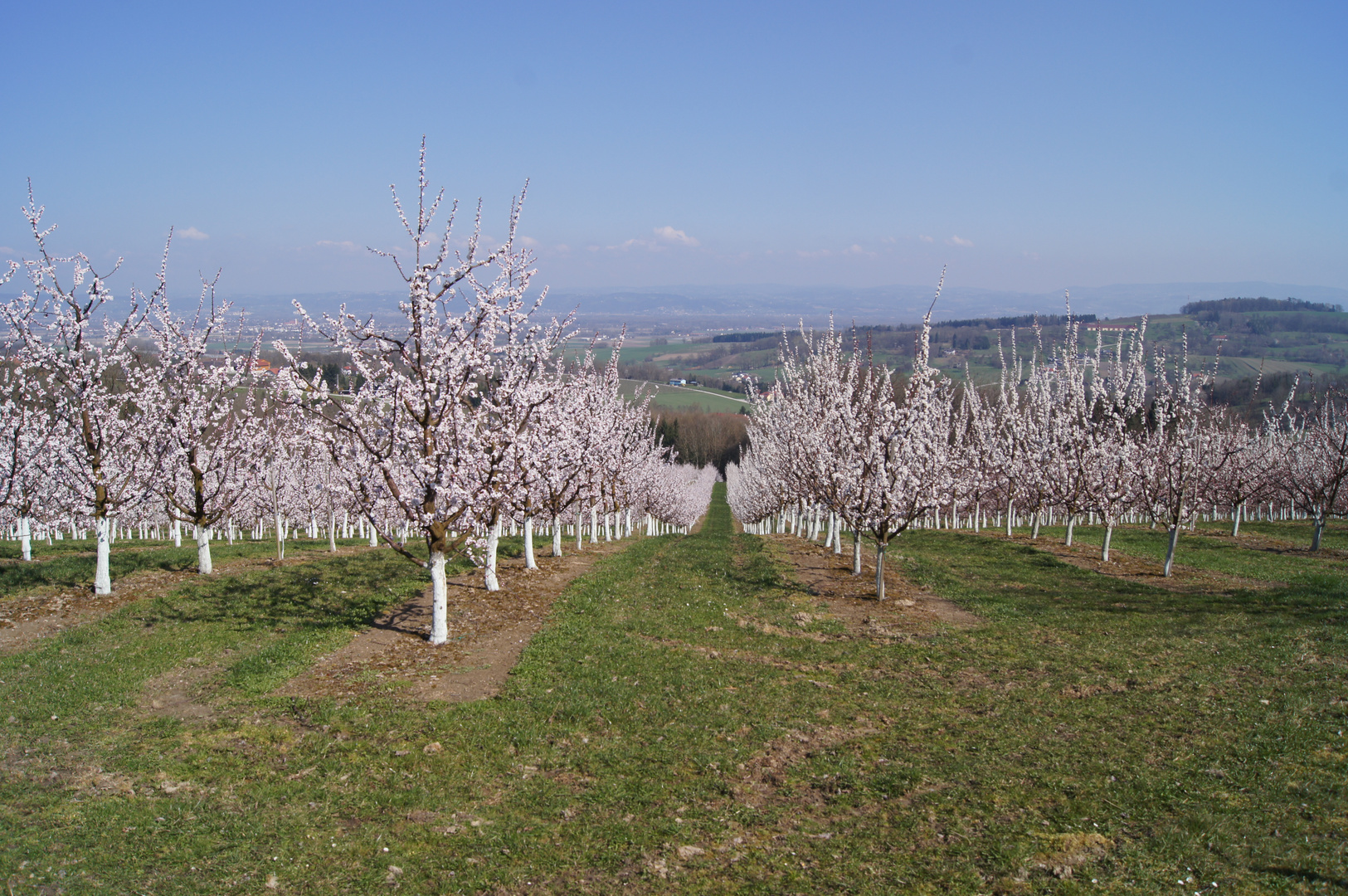 Marillenblüte