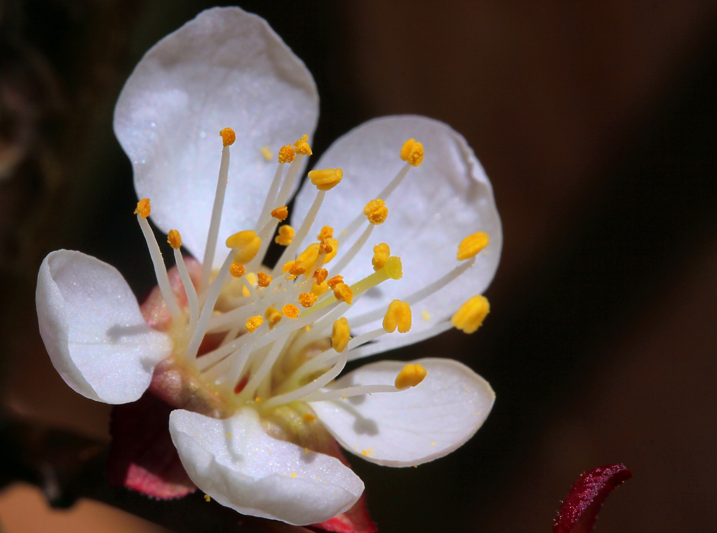 Marillenblüte ...