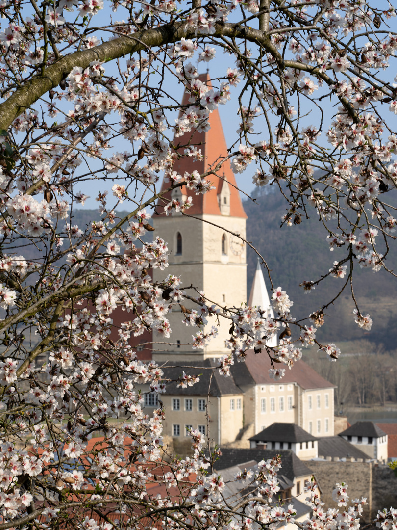 Marillenblüte