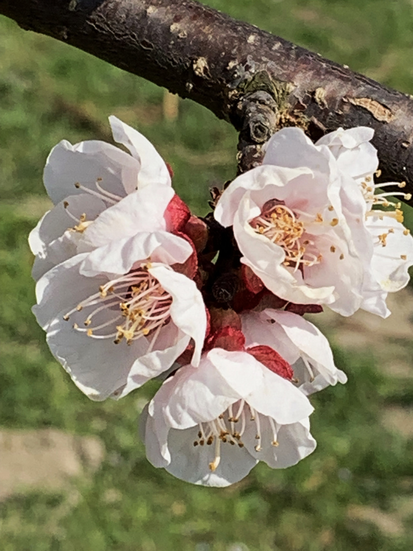 Marillenblüte A 