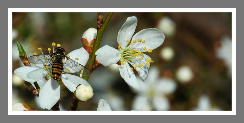 Marillenblüte