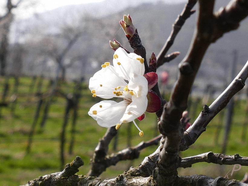 Marillenblüte – aus der Nähe betrachtet