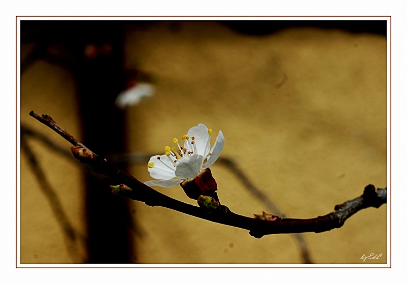 Marillenblüte