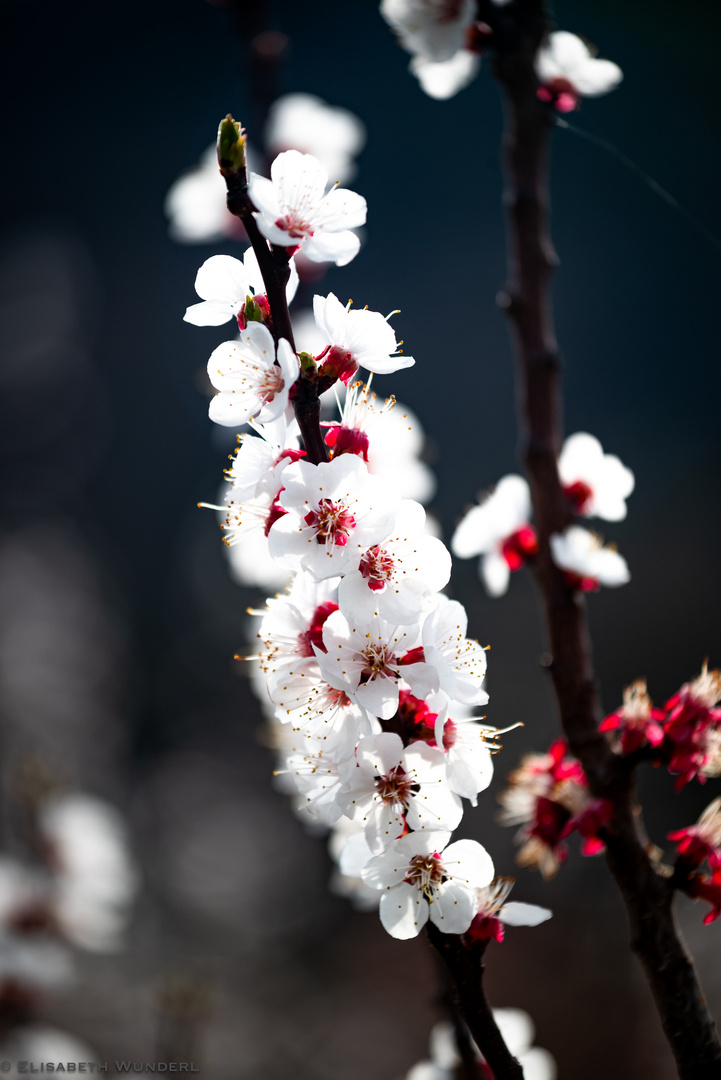 Marillenblüte 