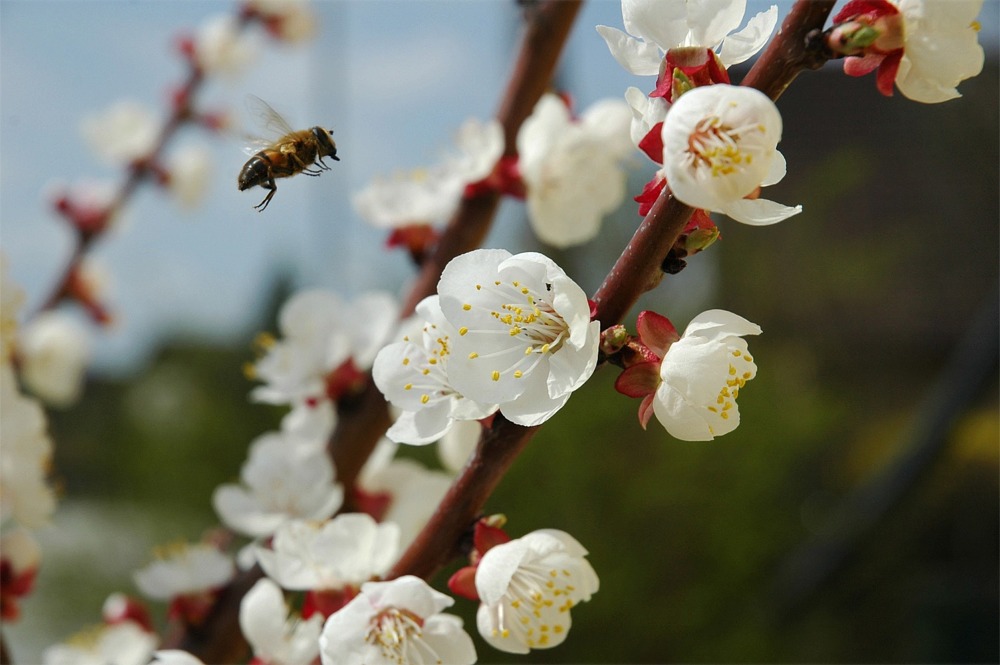 Marillenblüte