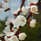 Marillenblüte