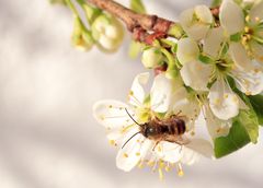 Marillenblüte