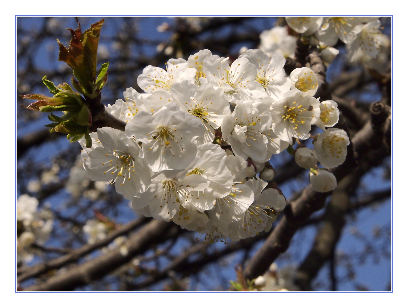 Marillenblüte im Prater