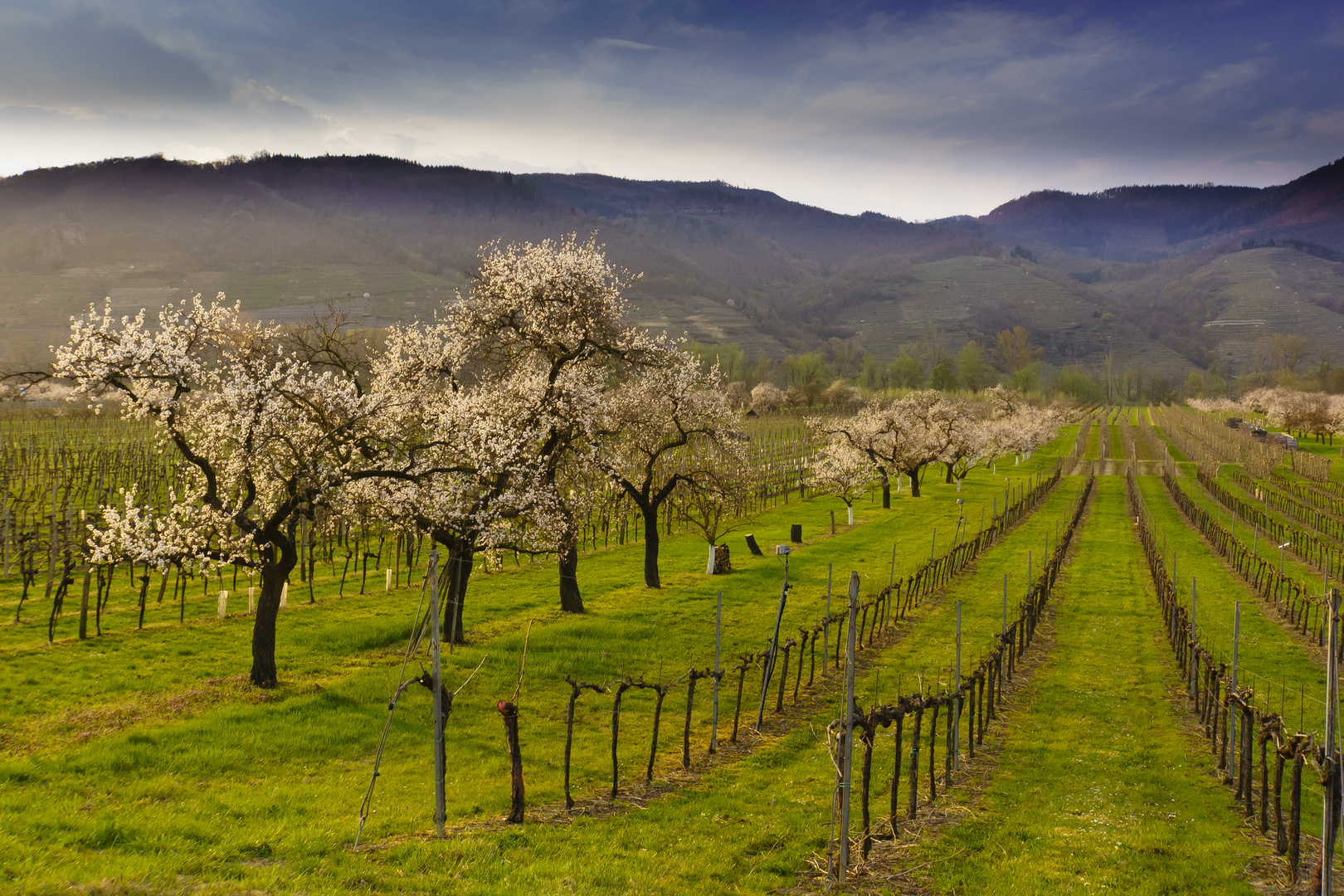 Marillenblüte in der Wachau