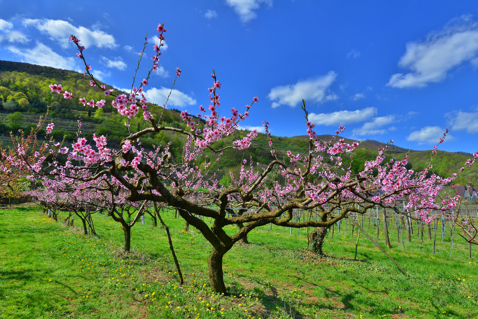 Marillenblüte in der Wachau