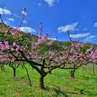 Marillenblüte in der Wachau