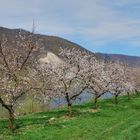 Marillenblüte in der Wachau