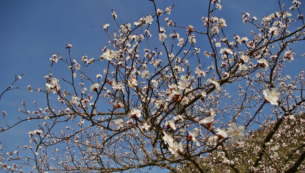 "Marillenblüte in der Wachau"