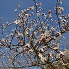 "Marillenblüte in der Wachau"