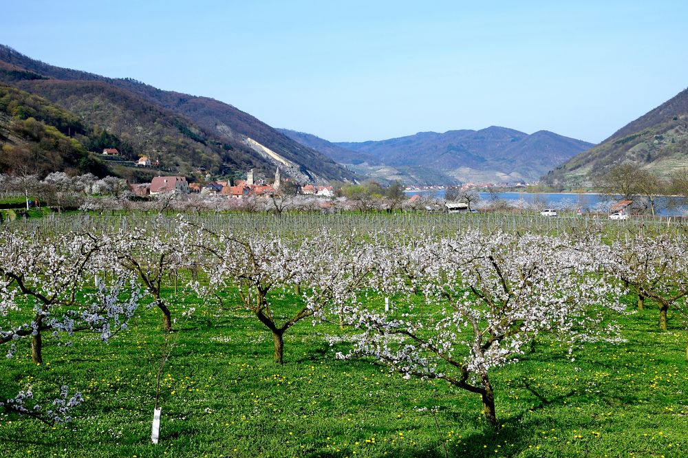 Marillenblüte in der Wachau