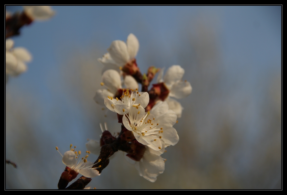 Marillenblüte in der Wachau