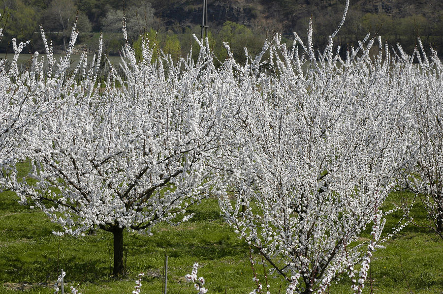 Marillenblüte in der Wachau