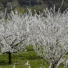 Marillenblüte in der Wachau