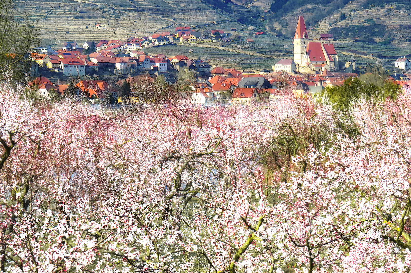 Marillenblüte in der Wachau2 (Österreich)