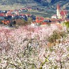 Marillenblüte in der Wachau2 (Österreich)