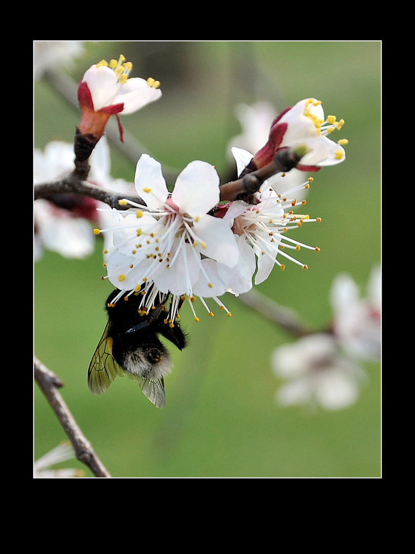 Marillenblüte mit Hummel