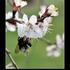 Marillenblüte mit Hummel