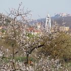 Marillenblüte Wachau