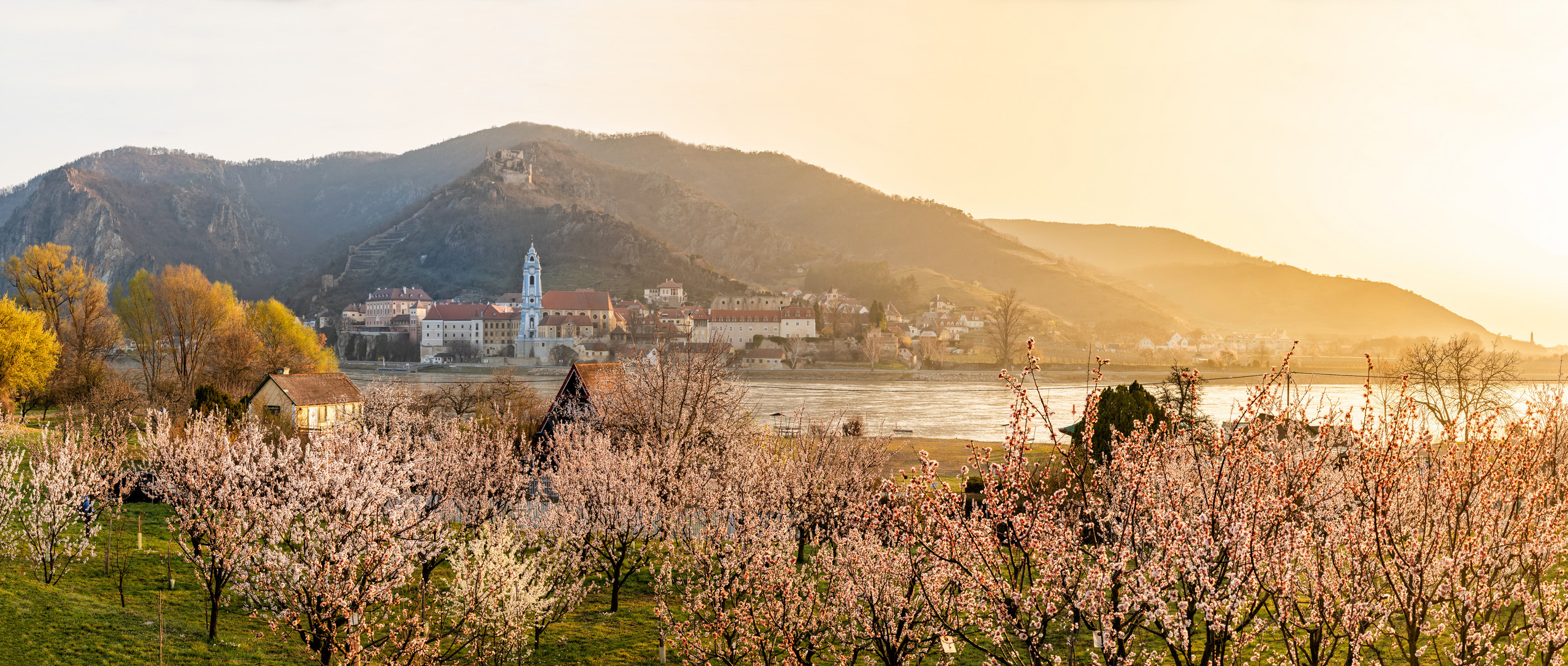 Marillenblüte Wachau