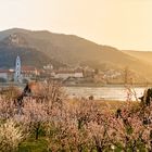 Marillenblüte Wachau