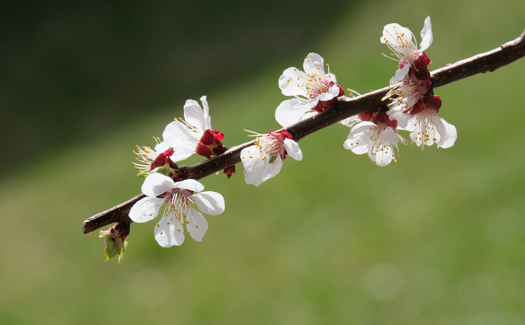 ..Marillenblüten...